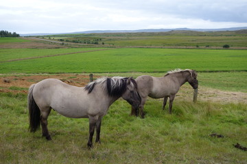 Naklejka na ściany i meble アイスランド郊外の牧草地の馬