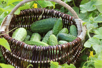 Fresh harvest of cucumbers in a basket. Gardening background with green plants