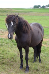 アイスランド郊外の牧草地の馬