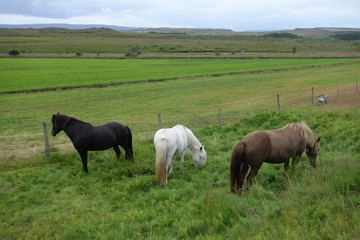 アイスランド郊外の牧草地の馬
