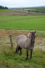 アイスランド郊外の牧草地の馬