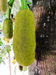  jackfruit