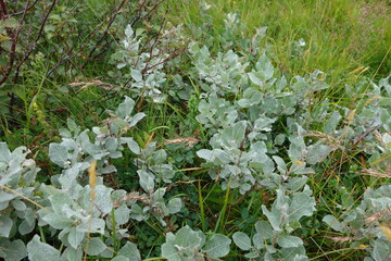 アイスランドの野草