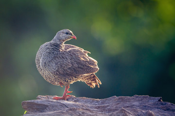 Natal francolin in Mapunbugwe National park, South Africa