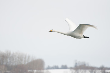 Whooping Swan Flying