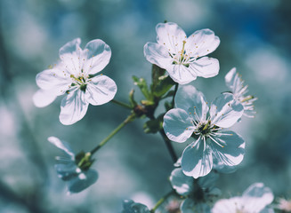 Blossoming of cherry flowers in spring time, natural seasonal floral background