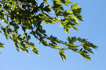 A branch against bright blue sky