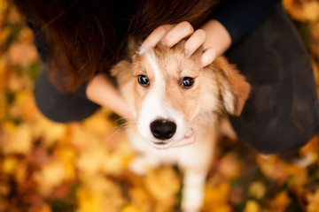 cute red puppy yawns in the hands