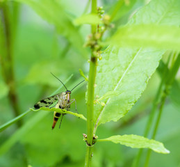 scorpionfly on green leaf