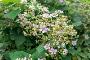  bramble blossom and berries / Bush with pink blackberry blossoms and green fruits
