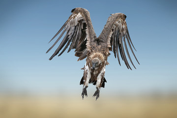 White backed vulture in flight in the Masai Mara