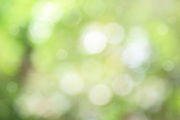 Obraz premium Natural green background with spring or summer