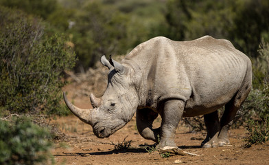 Black Rhino in natural environment © Andre