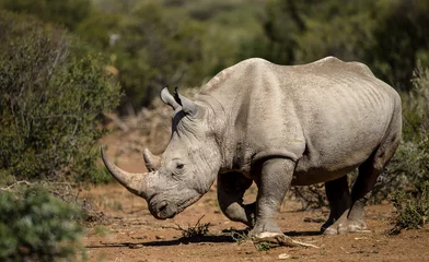 Gardinen Nashorn Black Rhino in natural environment  © Andre