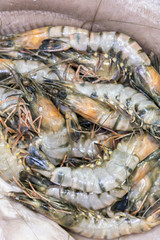 Tiger shrimps in ice