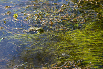 Frog in swamp