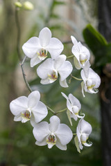White flowering orchid in natural conditions