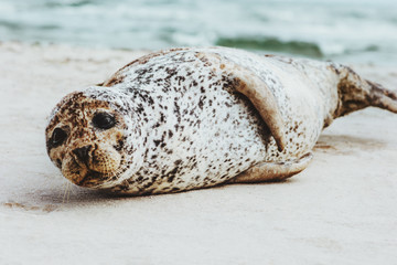 Seal funny animal relaxing on sandy beach in Denmark phoca vitulina ecology protection concept arctic sealife.