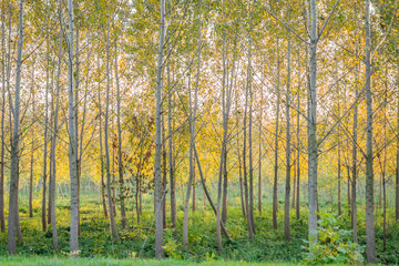 Fototapeta na wymiar The forest in autumn colors 