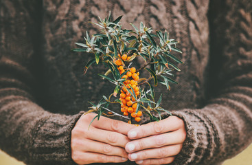 Woman hands holding sea buckthorn  berries organic food Healthy Lifestyle plant fresh picked cozy...