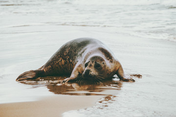Ringed Seal funny animal on sandy sea beach of Grenen in Denmark phoca vitulina ecology protection concept .
