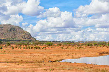 Amazing landscape in the middle of the savannah in the tsavo national park, kenya.