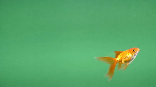 cute gold fish on green screen, seamless looping