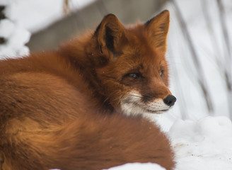 Red Fox common