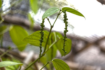 Перечная лиана