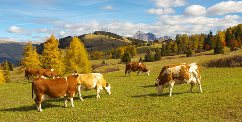 Autumnal mountain landscape with caws on pasture