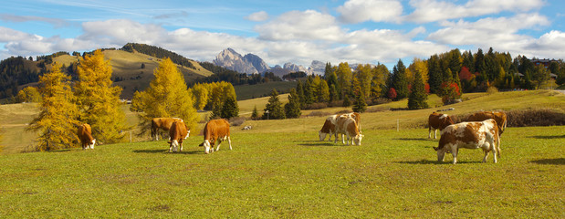 Autumnal mountain landscape with caws on pasture