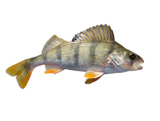 Perch fish