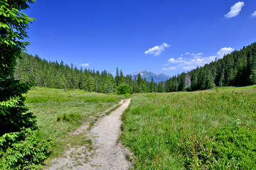 Fototapeta na wymiar Tourist trail on the grassy meadow of Carpathians.