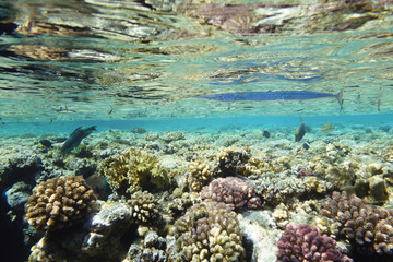 Fototapeta na wymiar Underwater life landscape