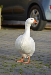 gans auf der strasse am seebach in westhofen