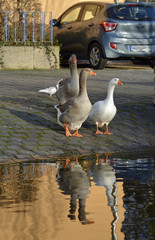gänse auf der strasse am seebach in westhofen © lotharnahler