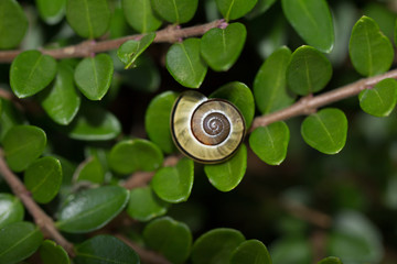 Snail
