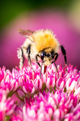 Face-to-face with a wasp