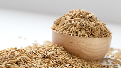 Brown paddy rice closed up