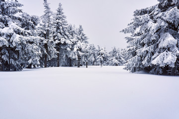 Snow-covered forest in the Jizera Mountains, Poland.