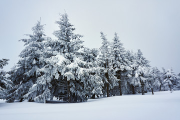 Snow-covered forest in the Jizera Mountains, Poland.