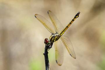 Image of crimson dropwing dragonfly(female)/Trithemis aurora on a branch on nature background. Insect. Animal