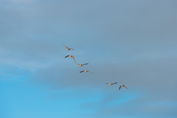 Geese flying in a blue cloudy sky in winter