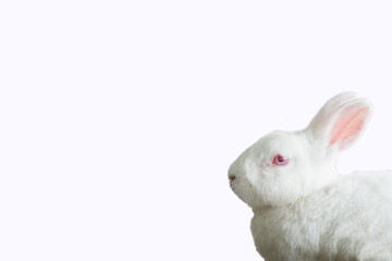 White rabbit on white background.Easter concept.