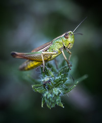Saltamontes lima limón