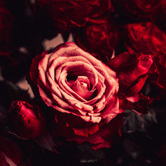 Close-up of a vintage Gothic scarlet rose