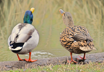 Couple of real anades