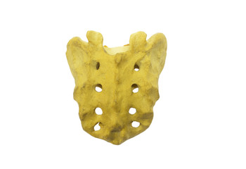 Back view of sacrum bone model on white background