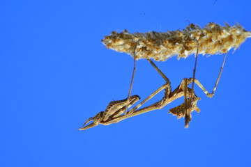 Empusa on dry flower and blurred background. The empusa or mantis palo (Empusa pennata) is a species of mantid insect of the family Empusidae.