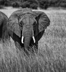 Naklejka premium ELEPHANT D'AFRIQUE MONOCHROME